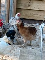 Araucana hen en haan, Dieren en Toebehoren, Pluimvee, Meerdere dieren, Kip