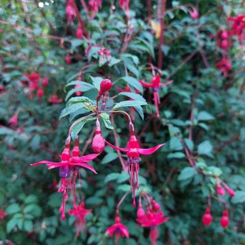 Winterharde Fuchsia's 3 soorten beschikbaar voor biedingen