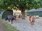 Stalling en Weidegang, Dieren en Toebehoren, Stalling en Weidegang, Weidegang, 1 paard of pony