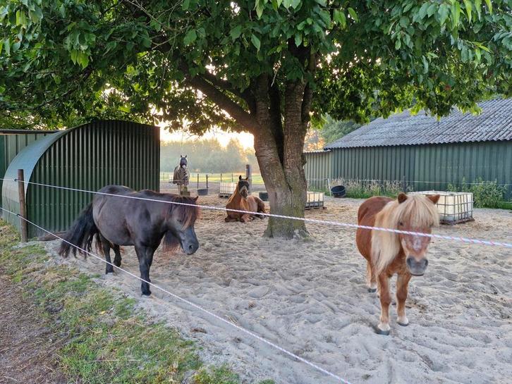 Stalling en Weidegang, Dieren en Toebehoren, Stalling en Weidegang, Stalling, Weidegang, 1 paard of pony