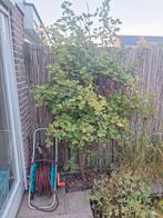 Rode bessen boompje, Tuin en Terras, Ophalen, Gebruikt