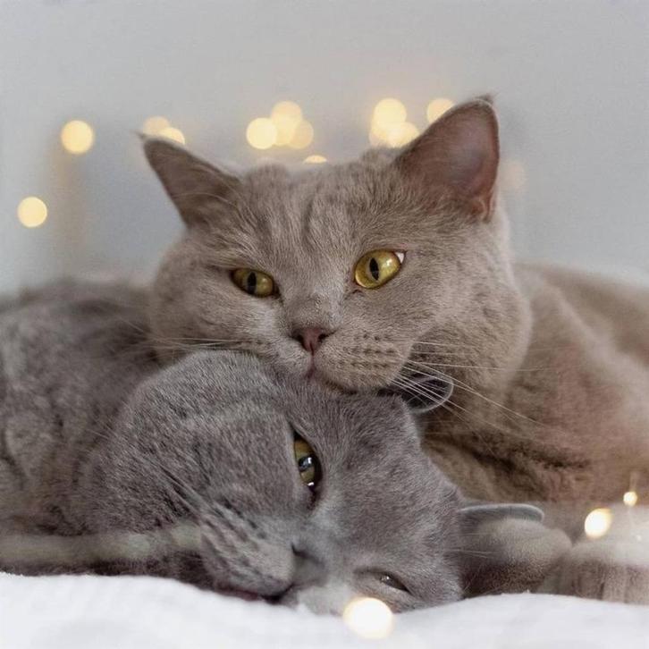 Katten logeeradres / Cat guesthouse  🐾, Dieren en Toebehoren, Katten en Kittens | Overige Katten, Meerdere dieren