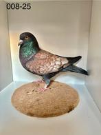 Prachtige Kleurpostduiven te koop, Mannelijk, Postduif