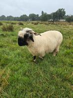 Walliser schwarznase trio, Dieren en Toebehoren, Meerdere dieren, Schaap
