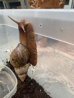2 Afrikaanse reuzeslakken, Dieren en Toebehoren, Overige soorten, Tam, 3 tot 6 jaar