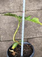 brugmansia  trompetplant dubbel wit, Overige soorten, Vaste plant, Ophalen of Verzenden, Halfschaduw