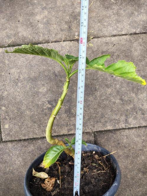 brugmansia  trompetplant dubbel wit, Tuin en Terras, Planten | Tuinplanten, Vaste plant, Overige soorten, Halfschaduw, Zomer, Ophalen of Verzenden