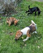 Kruising pups, Dieren en Toebehoren, 8 tot 15 weken, Meerdere, Meerdere dieren, Klein
