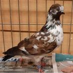 Gezocht portugese tuimelaars, Dieren en Toebehoren, Meerdere dieren