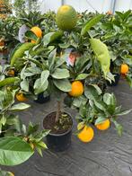 Fruitbomen, citroen, kumquat enz enz enz, Ophalen of Verzenden, Minder dan 100 cm, Overige soorten, Lente