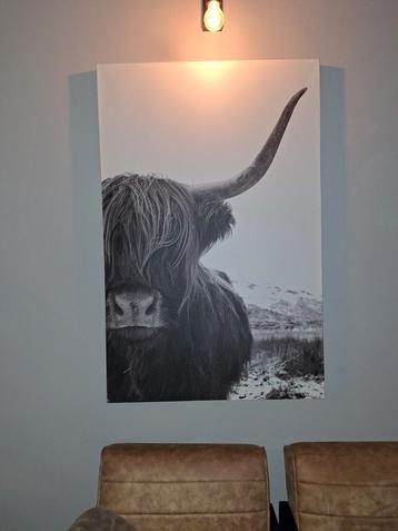 Canvas schilderij Schotse hooglander 75 cm - 115 cm beschikbaar voor biedingen
