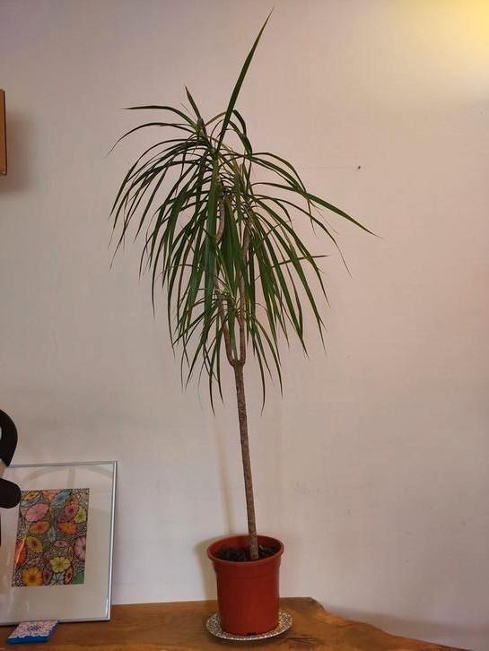 Dracaena Marginata - Slanke drakenbloedboom, Huis en Inrichting, Kamerplanten, Overige soorten, 100 tot 150 cm, Halfschaduw, In pot