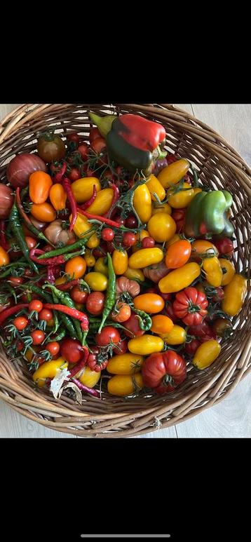 11 soorten tomatenplanten alle kleuren