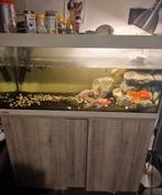 Aquarium+vissen +schildpad, Dieren en Toebehoren, Ophalen, Zo goed als nieuw