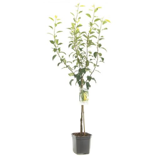 Perenbomen, Tuin en Terras, Planten | Fruitbomen, Perenboom, 100 tot 250 cm, Volle zon, Lente, In pot, Ophalen