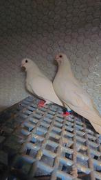 Duiven te koop, Dieren en Toebehoren, Vogels | Duiven, Meerdere dieren, Overige soorten