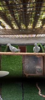 Te koop  duiven, Meerdere dieren, Overige soorten