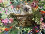 Marlyda's Ragdolls, Dieren en Toebehoren, Gechipt, 0 tot 2 jaar