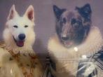 Leuke ludieke glasplaat van onze honden, Ophalen, 1980 tot heden, Nieuw, Dier