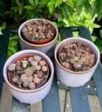 cactus - Lithops - levende steentjes, Huis en Inrichting, Kamerplanten, Cactus, Minder dan 100 cm, Ophalen of Verzenden, Volle zon