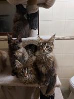 Russische Maine Coon kittens, Meerdere dieren, Gechipt, 0 tot 2 jaar