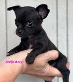 Chihuahua  mini pups, Dieren en Toebehoren, 8 tot 15 weken, Meerdere, Meerdere dieren, Chihuahua