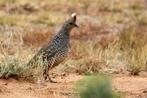 Blauwschubben kwartel haan gezocht, Dieren en Toebehoren, Vogels | Overige Vogels, Mannelijk