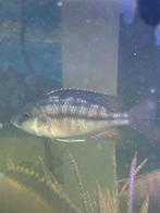 cichliden