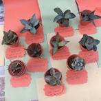 agaves  10 stuks, zeldzame variateiten, Huis en Inrichting, Kamerplanten, Overige soorten, Ophalen of Verzenden, Minder dan 100 cm