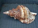 32cm deze grote schelp te koop voor 37.50€..zie alle fotos, Verzamelen, Mineralen en Fossielen, Ophalen, Schelp(en)