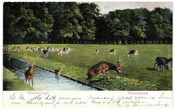 970334 s-Gravenhage Hertenkamp 1906 Gelopen met postzegel beschikbaar voor biedingen
