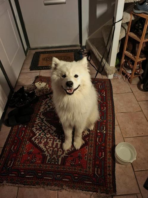 Samojeed Dekreu beschikbaar – Gezond & Sociaal –, Dieren en Toebehoren, Honden | Dekreuen, Reu, Particulier, Eén hond, Buitenland