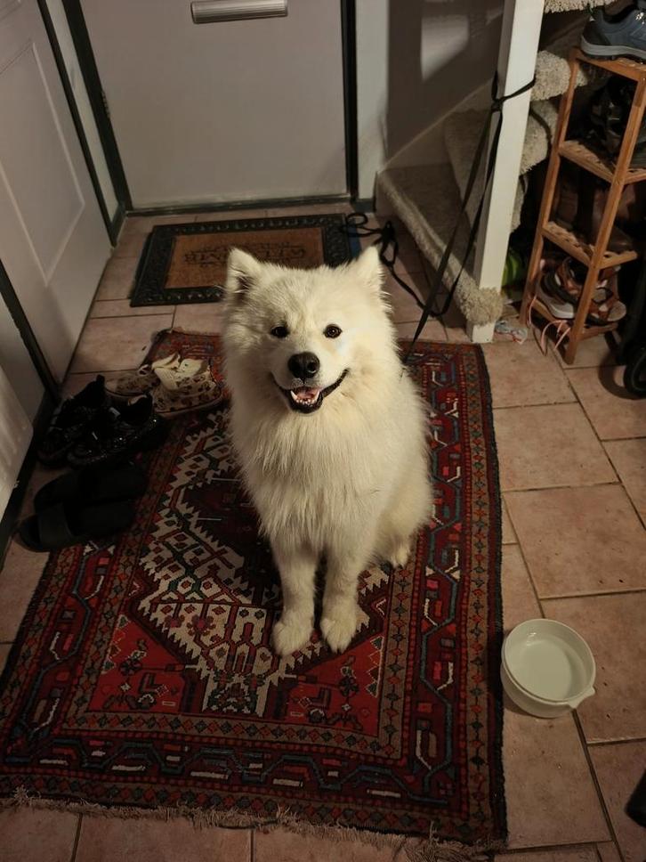 Samojeed Dekreu beschikbaar – Gezond & Sociaal –, Dieren en Toebehoren, Honden | Dekreuen, Reu, Particulier, Eén hond, Buitenland