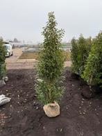 Portugese laurier in alle maten!, Tuin en Terras, Ophalen, Laurier, 100 tot 250 cm