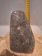 Fossiel Turritella - Ruim 3 Kilo, Ophalen of Verzenden