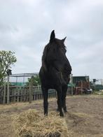 KWPN merrie zwart (2008), Dieren en Toebehoren, Paarden, Merrie, Recreatiepaard, 11 jaar of ouder