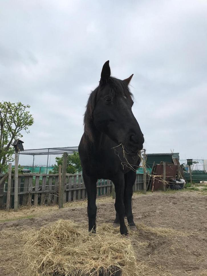 KWPN merrie zwart (2008), Dieren en Toebehoren, Paarden, Merrie, 11 jaar of ouder, Recreatiepaard