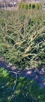 Taxus baccata. Aanbieding, Ophalen, Taxus, Minder dan 100 cm