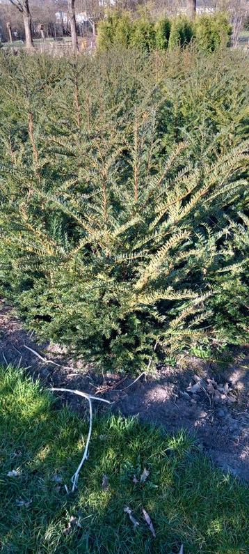 Taxus baccata. Aanbieding beschikbaar voor biedingen