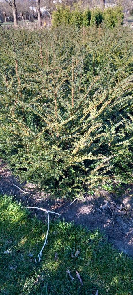 Taxus baccata. Aanbieding, Tuin en Terras, Planten | Struiken en Hagen, Taxus, Minder dan 100 cm, Ophalen