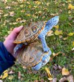 Ik ben op zoek naar de volgende soorten schildpadden:, Dieren en Toebehoren, Reptielen en Amfibieën, Schildpad