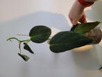 Philodendron gigas, Huis en Inrichting, Kamerplanten, Verzenden, Overige soorten, Halfschaduw, Minder dan 100 cm