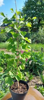 Ginkgo Biloba. Japanse notenboom., Tuin en Terras, Planten | Bomen, Ophalen, In pot, Halfschaduw, Overige soorten