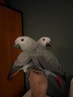 Jonge tamme grijze roodstaarten, Meerdere dieren, Papegaai, Pratend