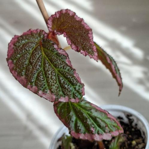 Begonia Fulvovillosa terrarium plant, Huis en Inrichting, Kamerplanten, Overige soorten, Minder dan 100 cm, Ophalen of Verzenden