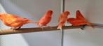 Rode Kanaries, Dieren en Toebehoren, Vogels | Kanaries, Meerdere dieren, Kleurkanarie