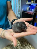 Te koop lieve jonge goudhamsters / Syrisch hamsters, Meerdere dieren, Hamster, Na 1 juli 2024