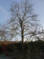 Boom in de weg? Laten omzagen? Vellen van uw boom?, Minder dan 3 m³, Ophalen