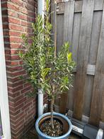Olijfboom 1,5 m hoog, Bloeit niet, 100 tot 250 cm, Olijfboom, Ophalen