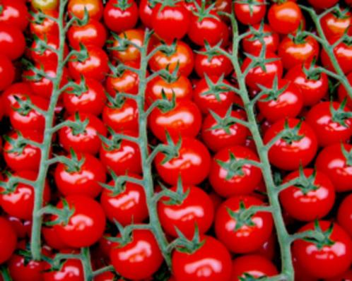 Tomaat Cherry Rode, Tuin en Terras, Bloembollen en Zaden, Zaad, Voorjaar, Volle zon, Ophalen of Verzenden